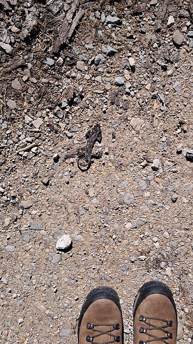 Fire Salamander  - Marta Villa