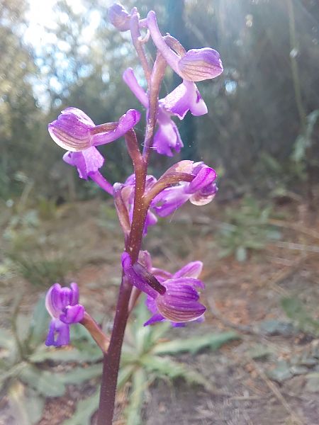 Anacamptis indet. group. morio  - Julien Buissart