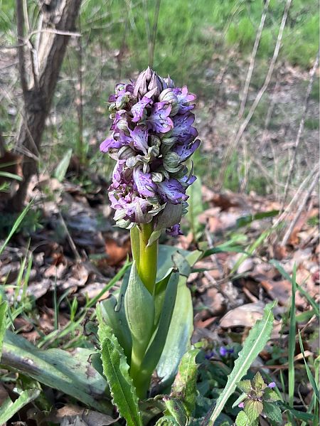 Himantoglossum robertianum  - Luis Nolan