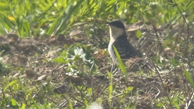 Cuculo dal ciuffo  - Enrico Castellucci