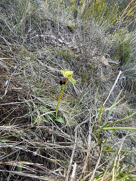 Ophrys forestieri  - Pep Sole