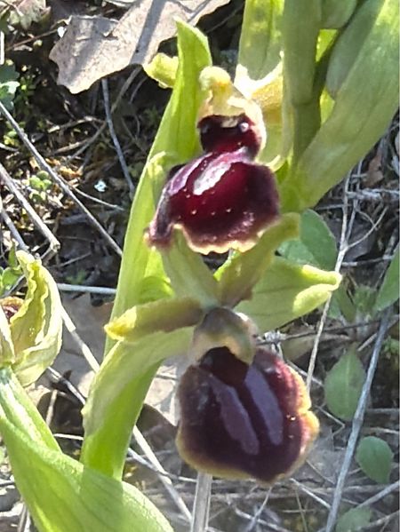 Ophrys passionis  - David Vilasís Boix