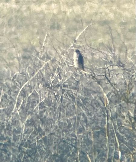 Merlin  - Krzysztof Lis