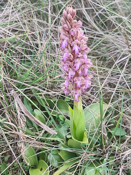 Himantoglossum robertianum  - Christian Fleury