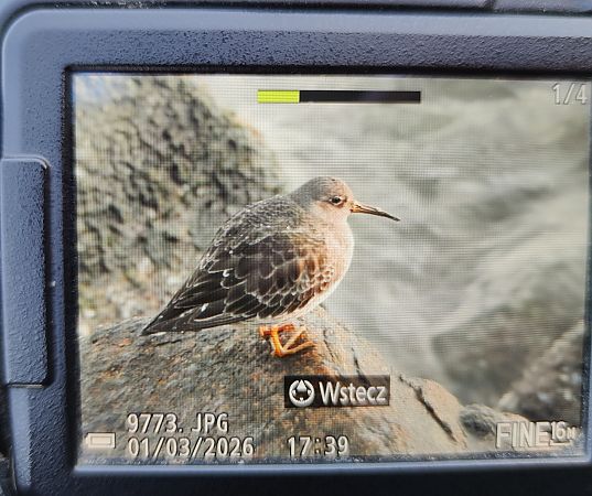 Meerstrandläufer  - Michał Kowalczuk