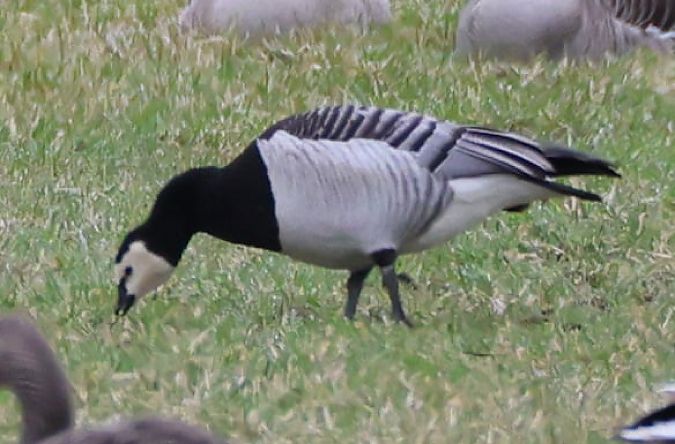 Bernache nonnette  - Philipp Mayer