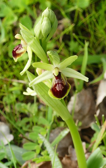 Ophrys occidentalis  - Florence Potier