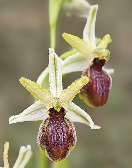 Ophrys arachnitiformis  - Alain Bultez