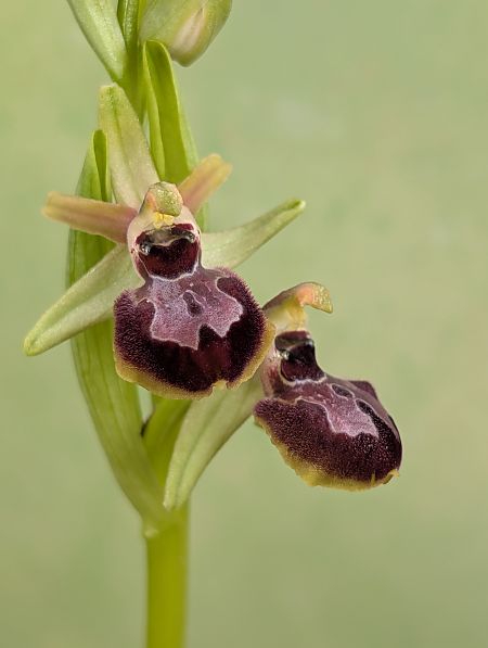 Ophrys occidentalis  - Delarbre Sébastien