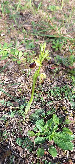 Ophrys exaltata subsp. marzuola  - Yolande Lansonneur