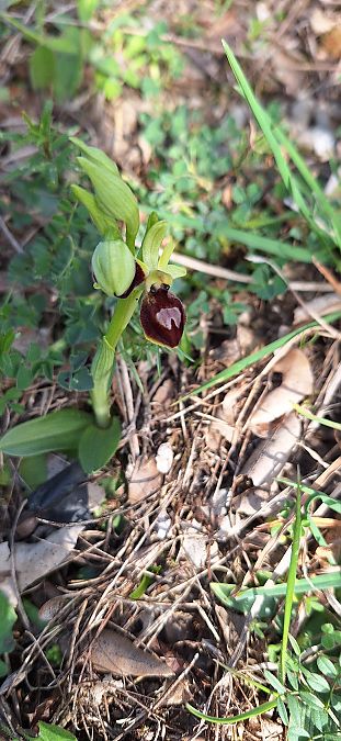 Ophrys exaltata subsp. marzuola  - Yolande Lansonneur