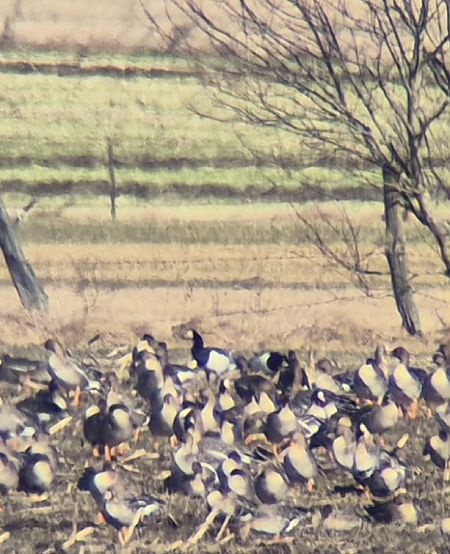 Weisswangengans  - Tomasz Kulakowski