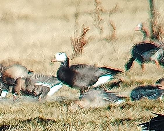 Gänsehybrid  - Monika Żochowska