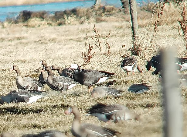 Oie hybride  - Monika Żochowska