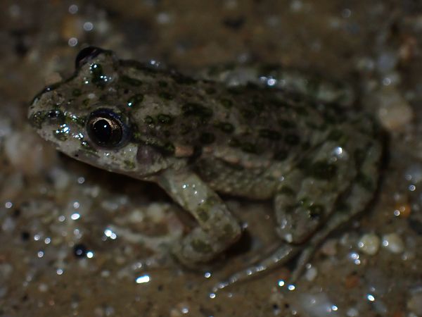 Granoteta de punts comuna  - Enric Badosa