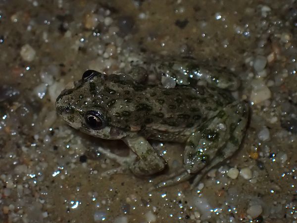 Granoteta de punts comuna  - Enric Badosa