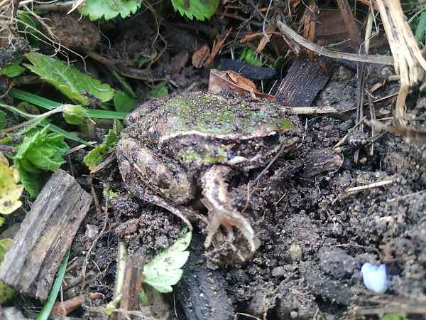 Rana esculenta o Rana di Lessona  - Severino Vitulano