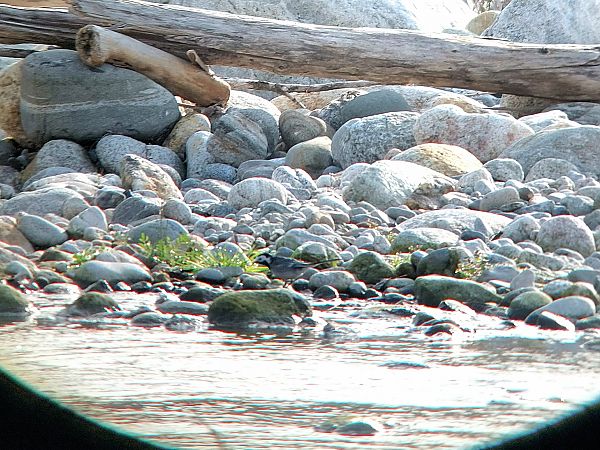 Ballerina bianca britannica  - Leonardo Siddi