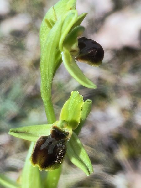 Ophrys araneola  - Pimprenelle Ducati