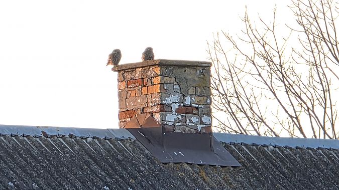 Little Owl  - Przemysław Stachyra