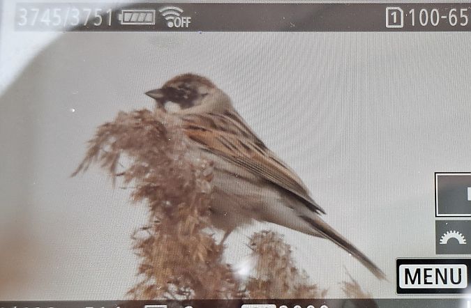 potrzos  - Tomasz Doroń