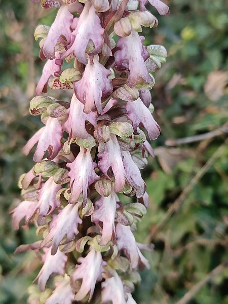 Himantoglossum robertianum  - Xavier Sanjuan Samarra