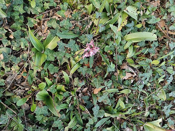 Himantoglossum robertianum  - Xavier Sanjuan Samarra