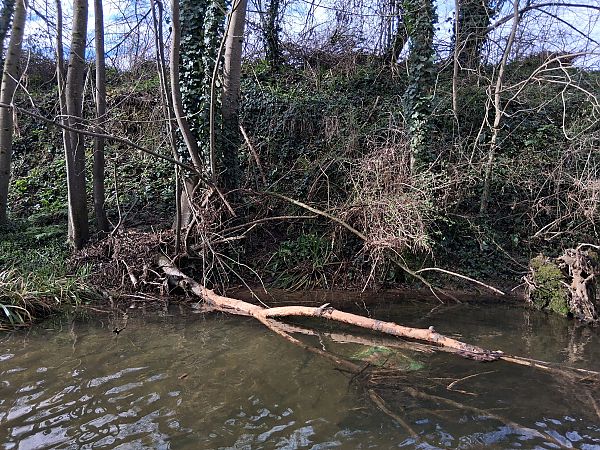 Kastore  - Eraztun Berdeko Basozainak Guardas Anillo Verde