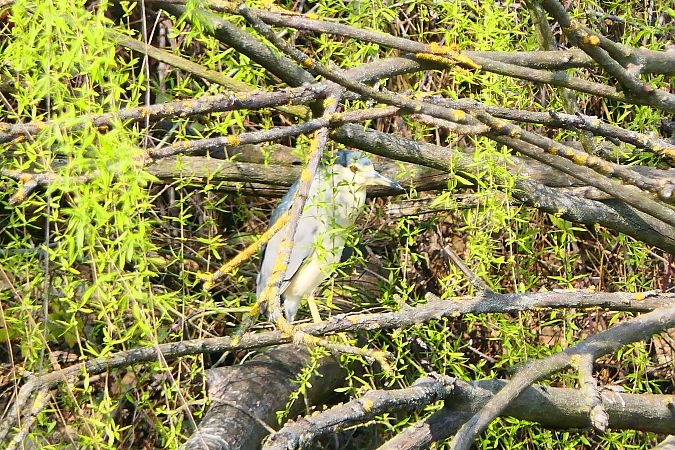 Nitticora  - Francesca Cucci