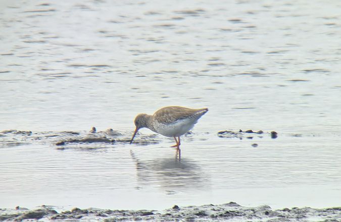 krwawodziób  - Sebastian Watras