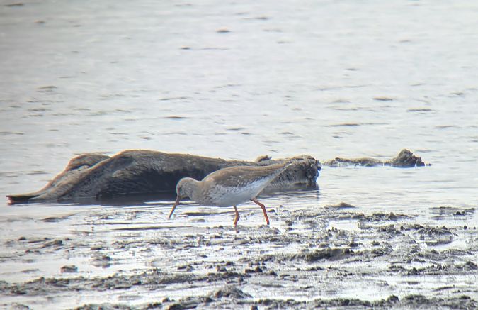 krwawodziób  - Sebastian Watras