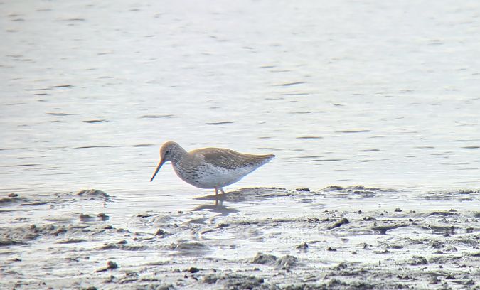 krwawodziób  - Sebastian Watras