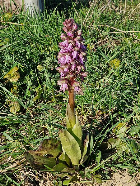 Himantoglossum robertianum  - Michel Gaydier