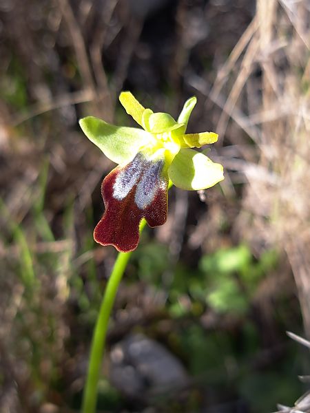 Ophrys forestieri  - Emmanuel Cosson