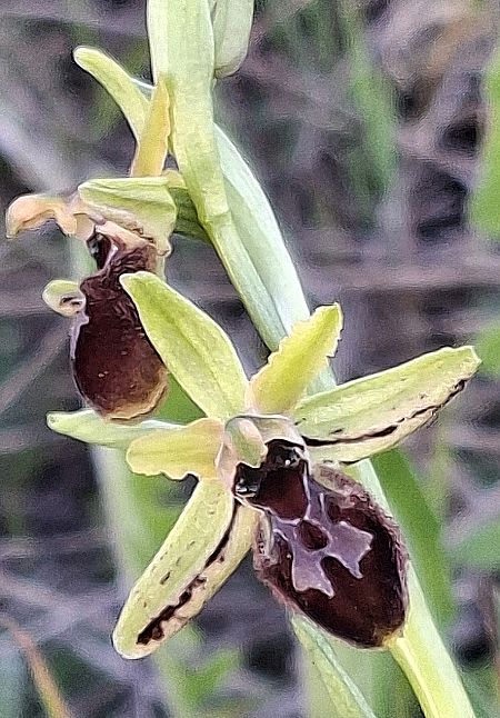 Ophrys occidentalis 