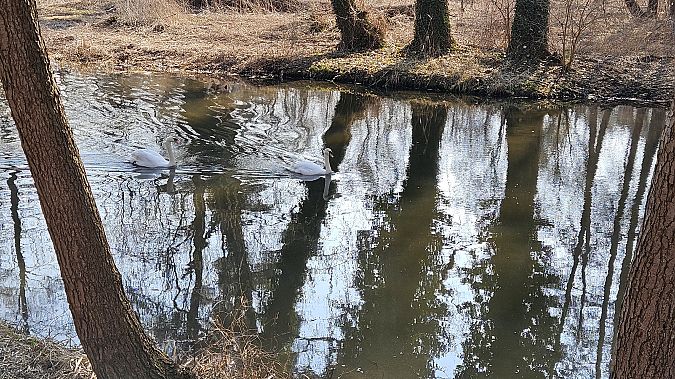 łabędź niemy  - Anna Kamilewicz-Wicik