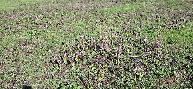 Himantoglossum robertianum 