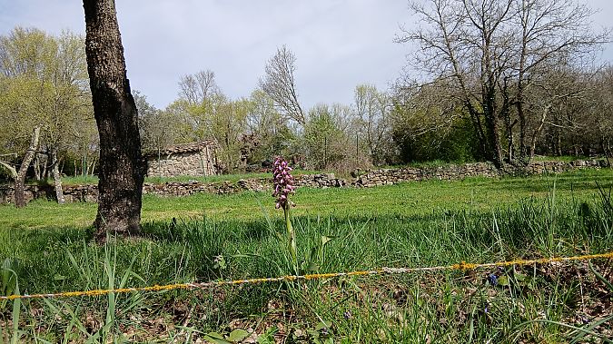 Himantoglossum robertianum  - Gaetan Bottin