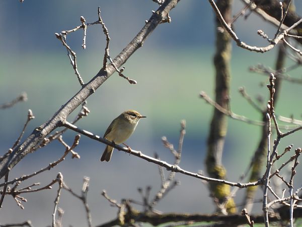 Mosquiter comú  - Joan Pessarrodona