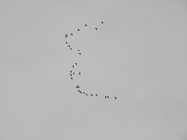 Corb marí gros  - Andreu Duclau