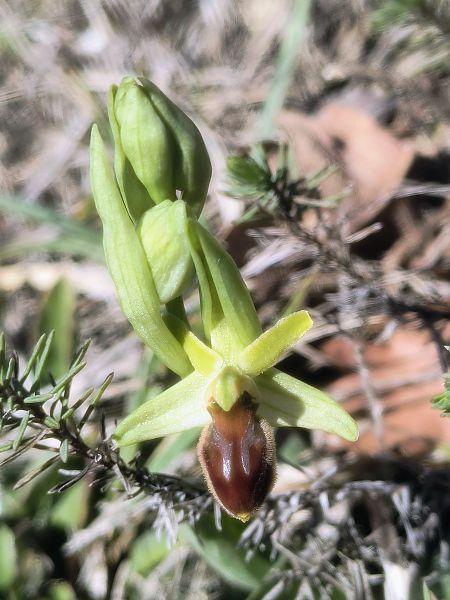 Ophrys litigiosa  - Pimprenelle Ducati