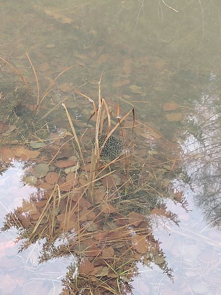 Rana dalmatina  - Alice Funk