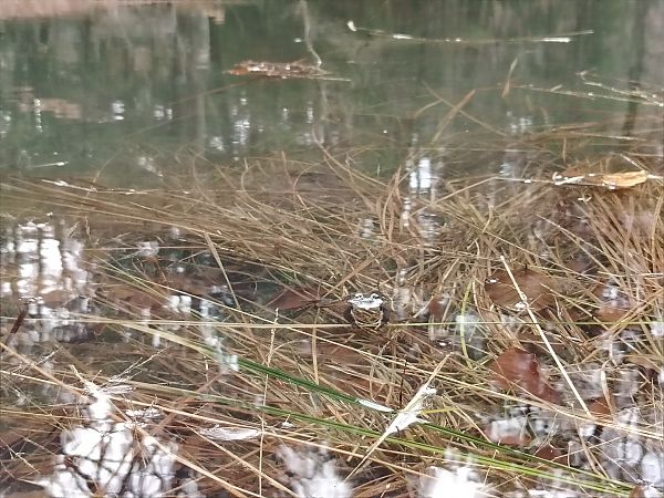 Rana dalmatina  - Alice Funk