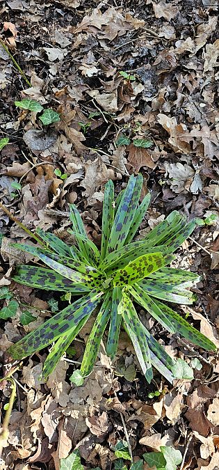 Orchis mascula  - Claire Perrachon