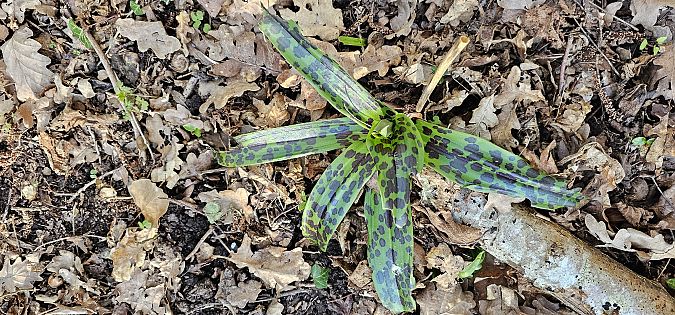 Orchis mascula  - Claire Perrachon