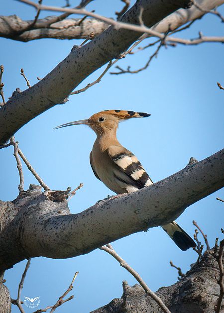 Upupa  - Rubino Pa No