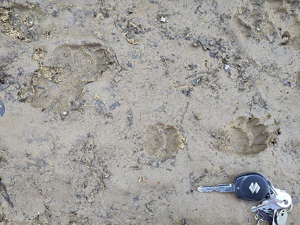 Tasso  - Chiara Solari