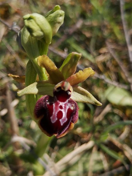 Ophrys provincialis  - Richard Fay