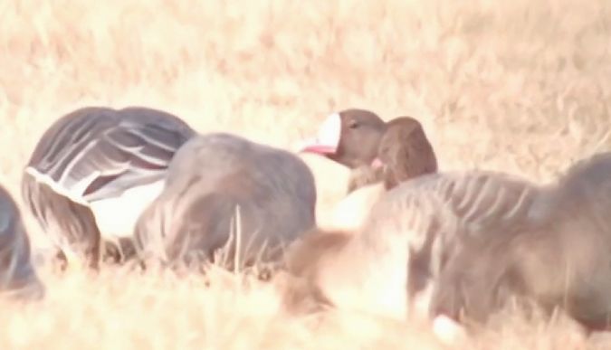 gęś nieoznaczona  - Michał Polakowski