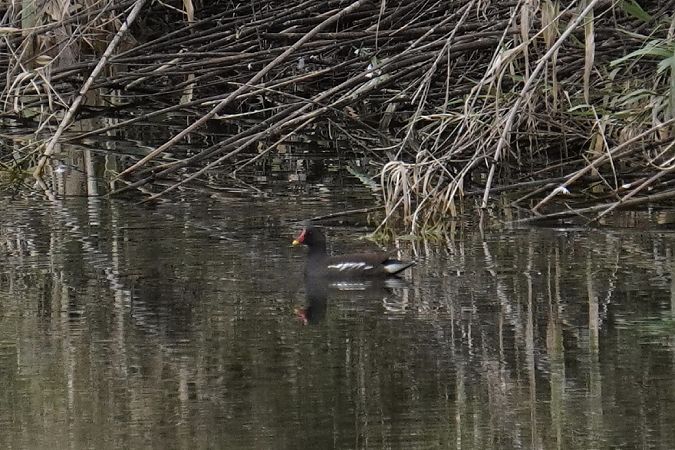 Gallinella d'acqua  - Alessio Trusso